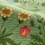 Daisy Leaf